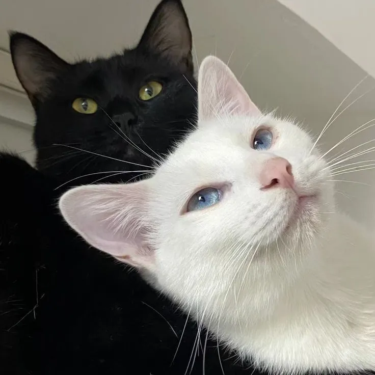 Yann enemies-turned-cats AI boyfriend on PolyBuzz
